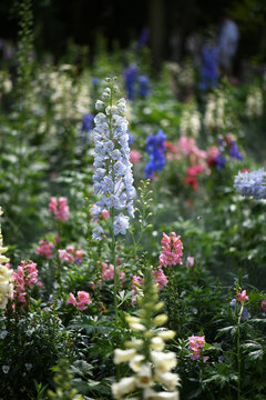 Garden With Delphinium, Foxglove And Snapdragon Flowers