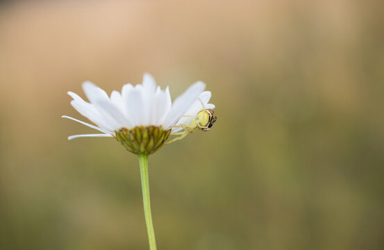 Goldenrod Crab Spider (misumena vatia)
