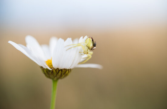 Goldenrod Crab Spider (misumena vatia)