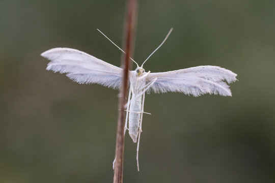 White plume moth (Pterophorus pentadactyla)