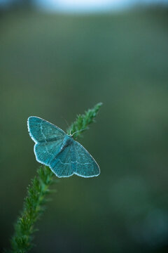 Common emerald (Hemithea aestivaria)