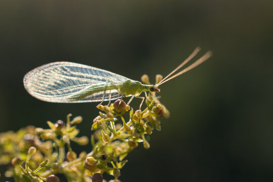 Green lacewing (Chrysopidae)
