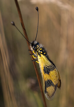 Libelloides macaronius