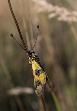 Libelloides macaronius