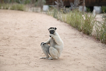 Verreaux's white sifaka with dark head Madagascar island fauna.