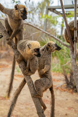 Common brown lemur (Eulemur fulvus) with orange eyes.