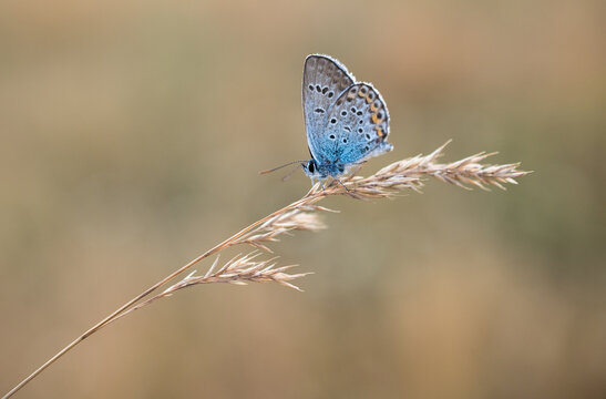 Silver-studded blue (Plebejus argus)
