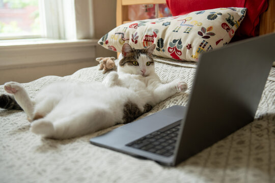 Cat Relaxing on Bed with Laptop