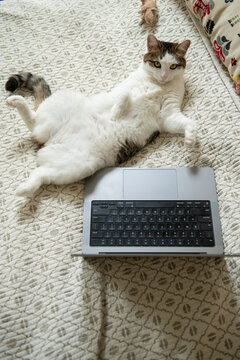 Cat Lying on Bed with Laptop