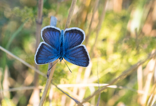 European common blue (Polyommatus icarus) 