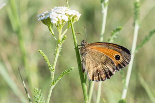 Gatekeeper or hedge brown (Pyronia tithonus)