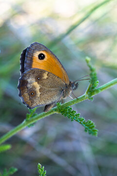Gatekeeper or hedge brown (Pyronia tithonus)