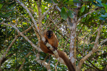 Red lemur (Eulemur Coronatus), endemic animal