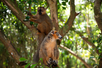 Crowned lemur (Eulemur Coronatus), endemic animal