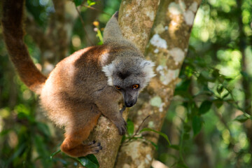 Crowned lemur (Eulemur Coronatus), endemic animal