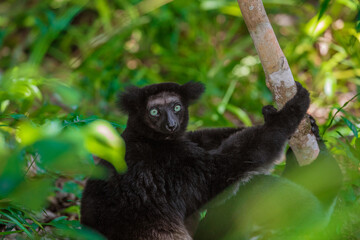 Lemur Indri indri, babakoto largest lemur from Madagascar