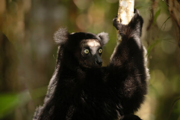 Lemur Indri indri, babakoto largest lemur from Madagascar