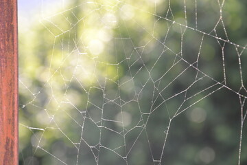 spider web in the morning
