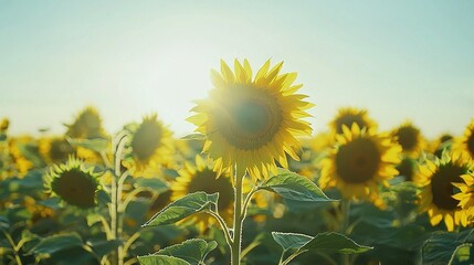 Obraz premium A vast sunflower meadow bathed in golden sunlight with a clear blue sky as the backdrop