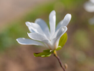 Mixed colorful flowers Nature background