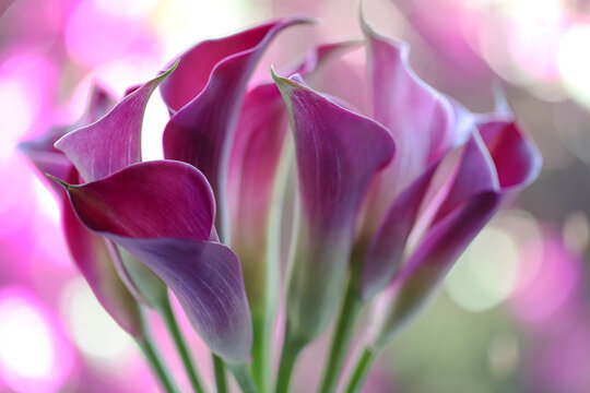 Close up of Pink Calla Lilies