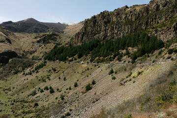 beautiful christmas (Xmas) trees valley at georgian caucasus mountain