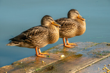 A couple of female mallard ducks enjoying the sun on the shores of Herestrau Lake, King Michael I...