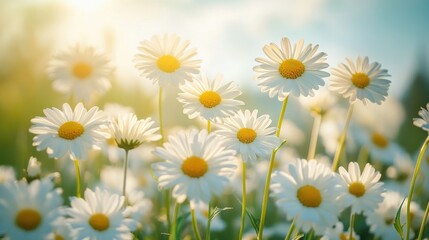 Fototapeta premium The landscape of white daisy blooms in a field 