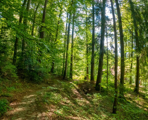 Hiking in the woods of the Carpathian muntains, Transylvania, Romania