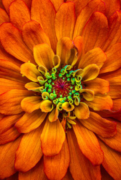 orange, red and green zinnia