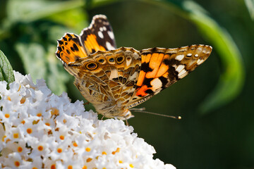 butterfly on flower