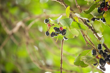Organic jambolan fruits on tree
