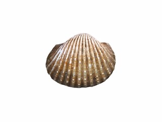 Fresh raw cockle isolated on white background. Shellfish or Cardiidae. Edible marine bivalve mollusc. Seafood concept