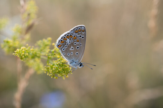 European common blue (Polyommatus icarus) 
