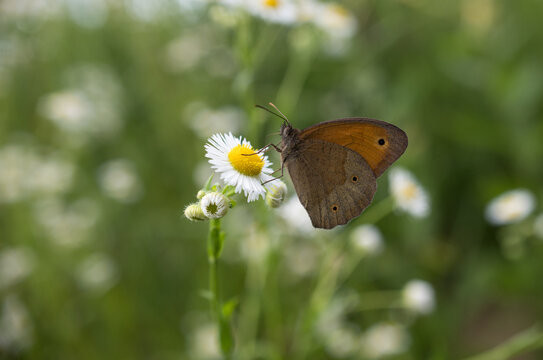 Dusky meadow brown (Hyponephele lycaon)