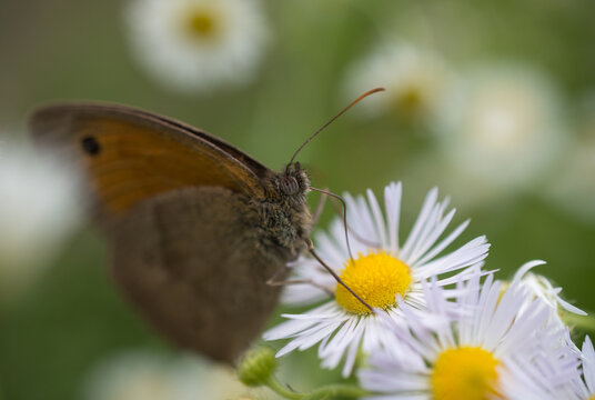 Dusky meadow brown (Hyponephele lycaon)