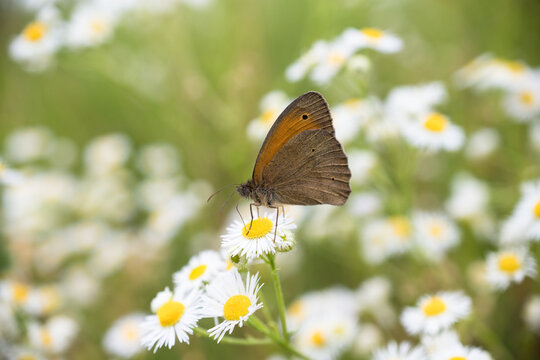 Dusky meadow brown (Hyponephele lycaon)