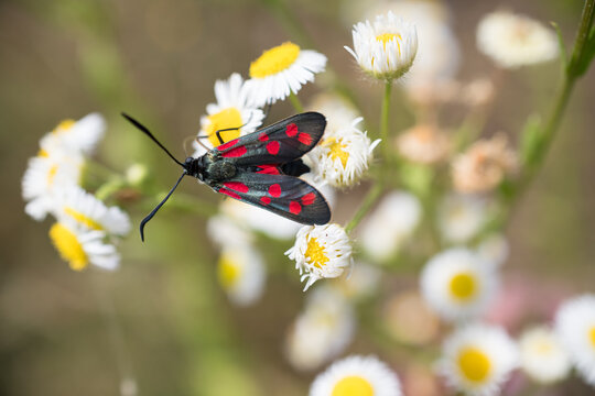 Six-spot burnet (Zygaena filipendulae)