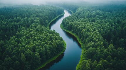 Obraz premium Scenic river winding through a dense forest
