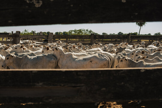 herd of cattle in a corral