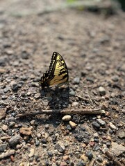 butterfly on the ground