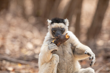 Sifaka lemur (Propithecus verreauxi), Madagascar nature