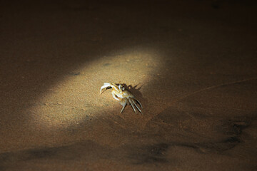 baby sea turtle goes to the water, towards ocean