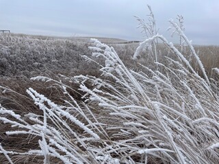 Frosty grass