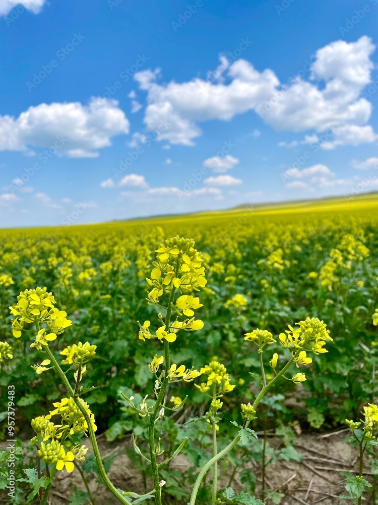 Wall mural canola field