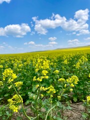 Canola field