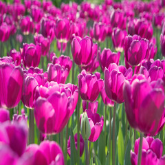 Obraz premium Field of bright tulip flowers