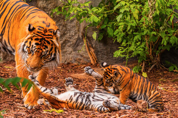 Sumatran tiger family with two little cubs