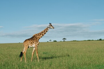 Family of giraffes walking through grasslands in Kenya, Africa, Tanzania. Wildlife safari photography, travel, African safari, Mother giraffe, Father giraffe, Baby giraffe, male, female, blue skies