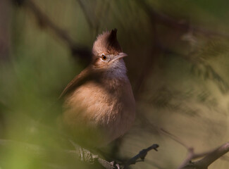 Crested Hornero on the branches of a tree between light and shadow.